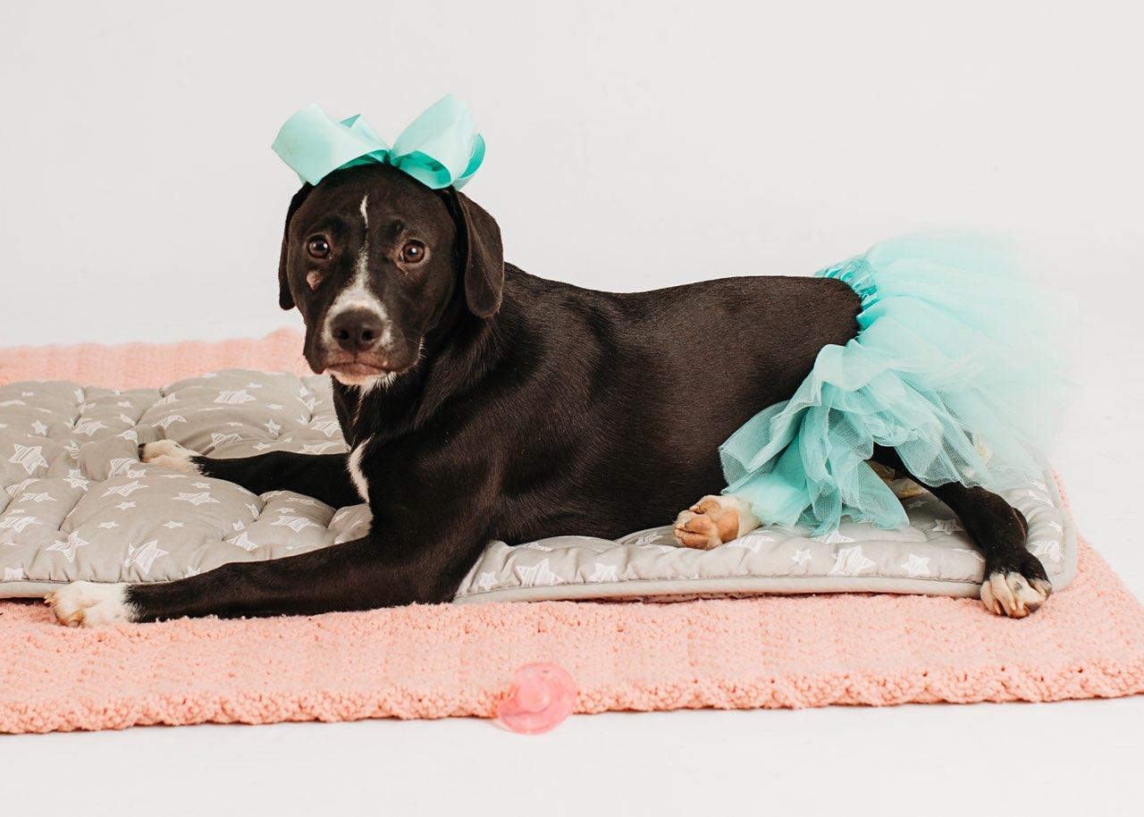 Enlarge Cora Psychic - A special superstar, a Adoptable mixed breed in Woburn, MA image 2/5