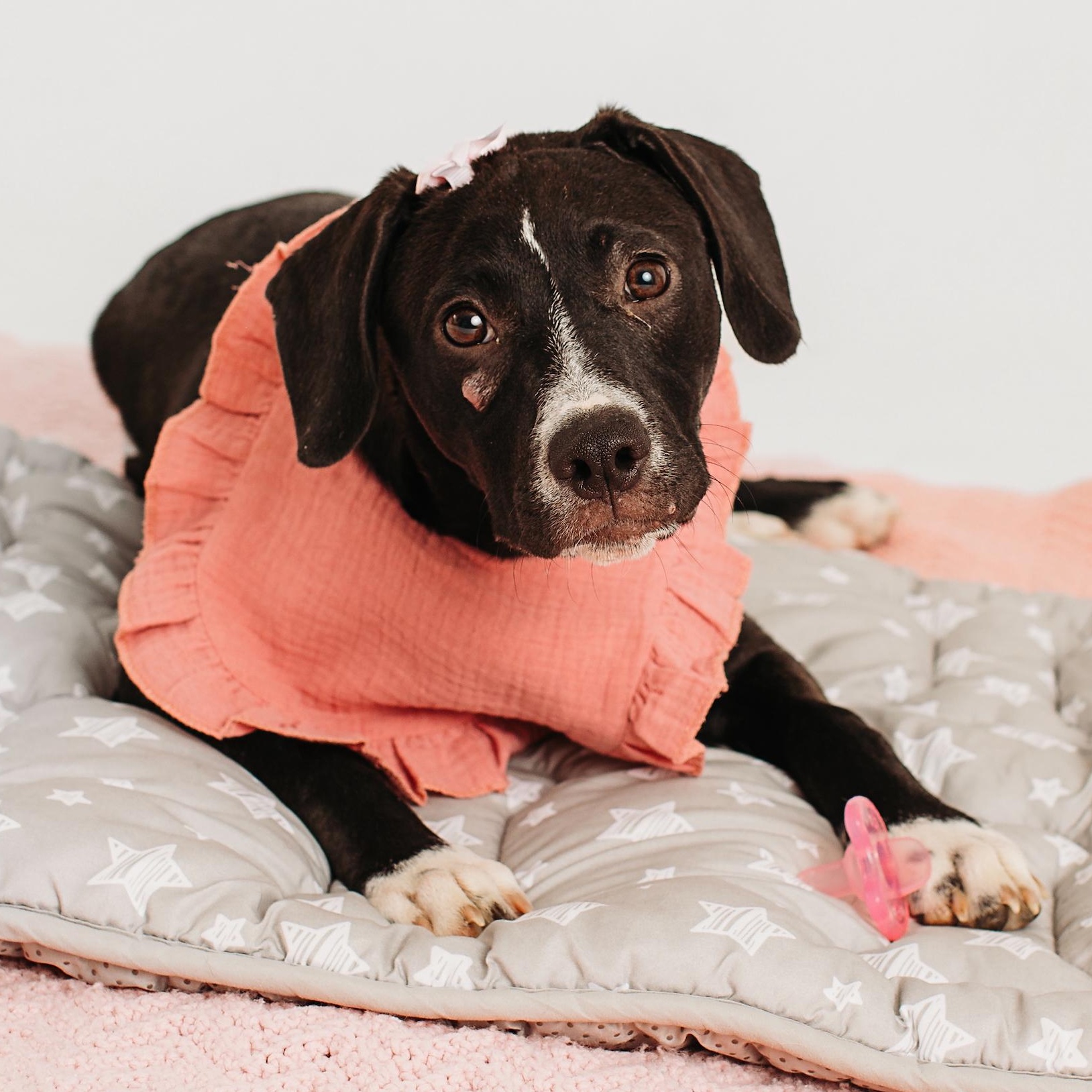 Enlarge Cora Psychic - A special superstar, a Adoptable mixed breed in Woburn, MA image 1/5