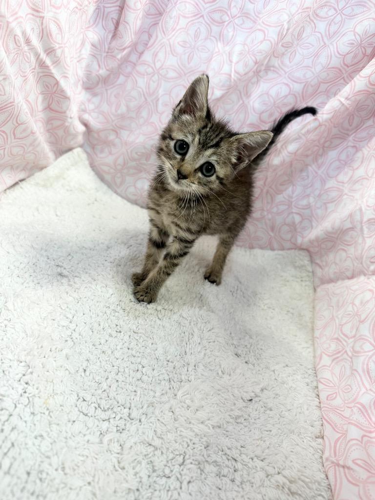 Tastee, ADOPTABLE, Kitten Female Domestic Short Hair.