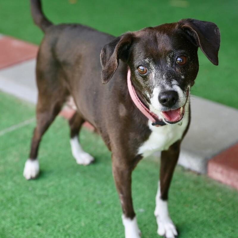 Daisy, Adoptable, Senior Female Beagle & Mixed Breed.