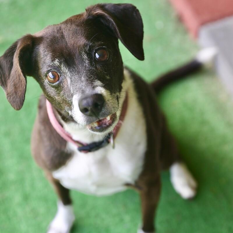 Daisy, a Adoptable mixed breed in Roanoke, VA image 2/5