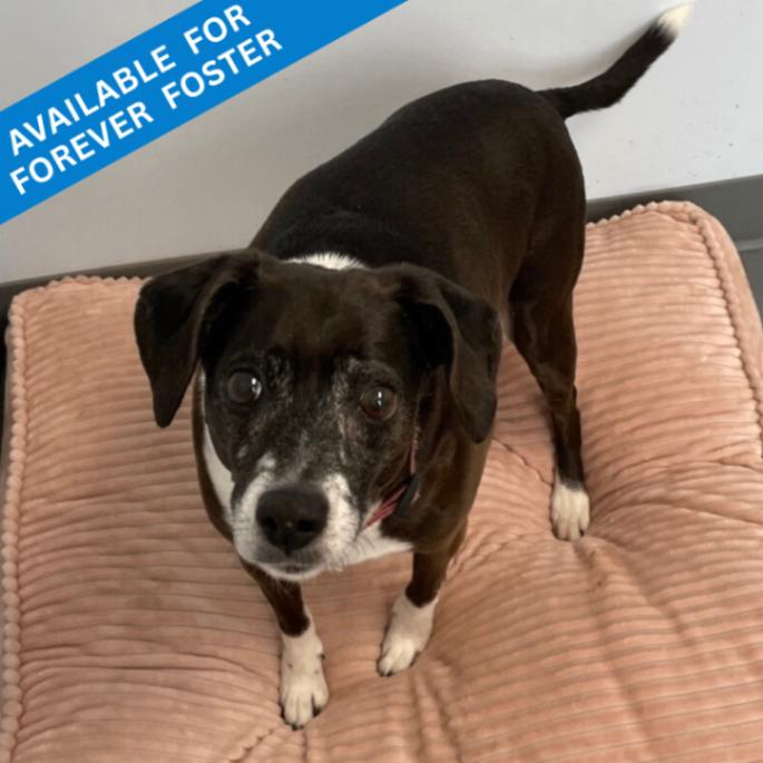 Daisy, Adoptable, Senior Female Beagle & Mixed Breed.