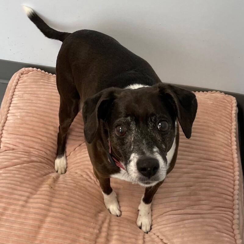 Enlarge Daisy, a Adoptable mixed breed in Roanoke, VA image 2/3