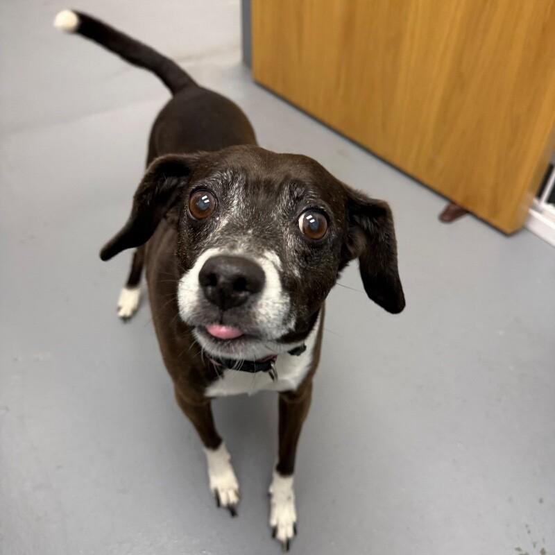 Enlarge Daisy, a Adoptable mixed breed in Roanoke, VA image 3/3