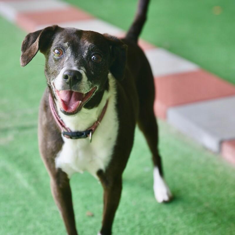 Daisy, a Adoptable mixed breed in Roanoke, VA image 5/5
