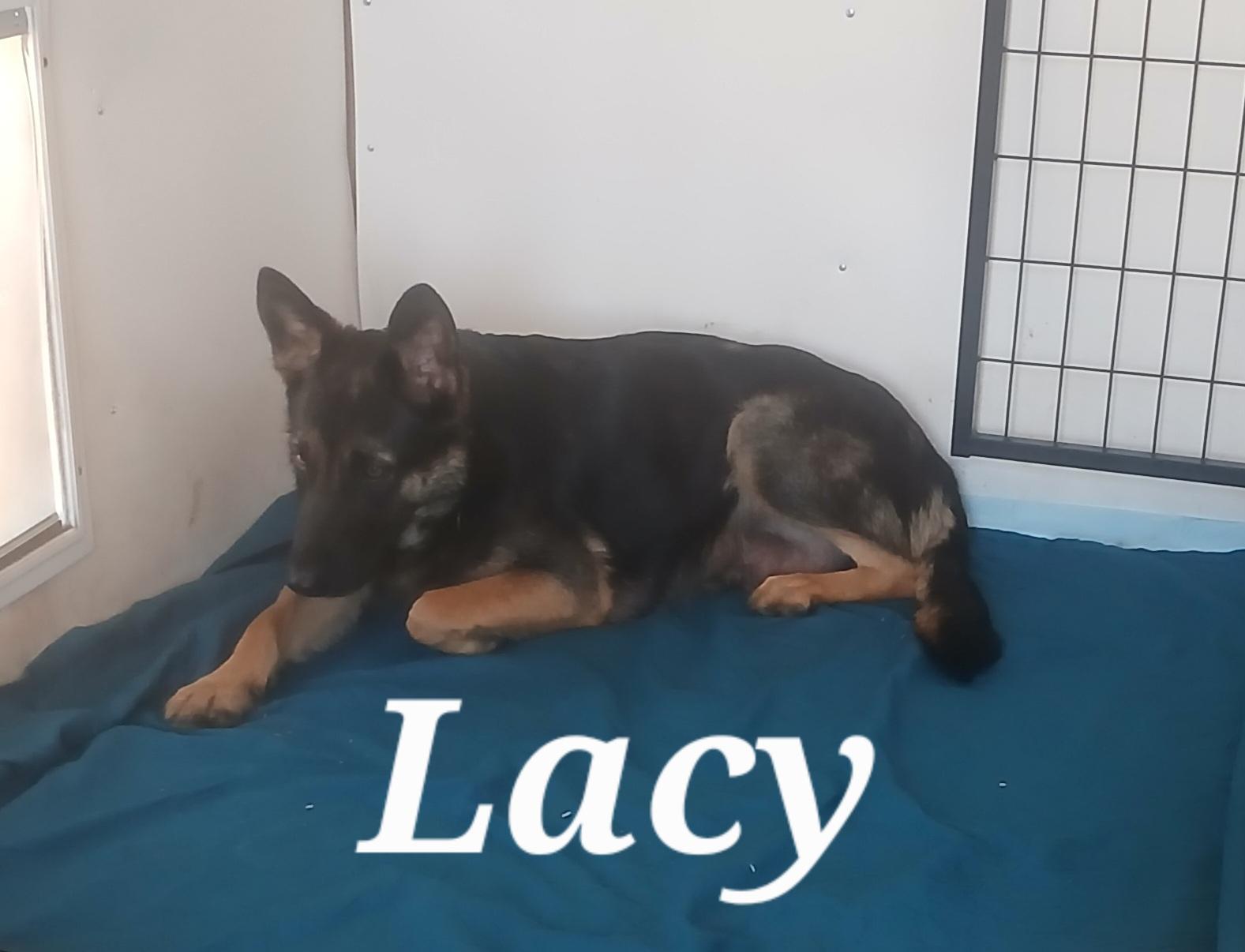 Enlarge Lacy, an adopted German Shepherd Dog in Rome, GA image 1/1