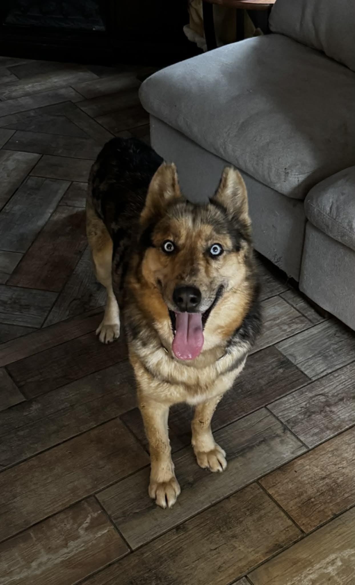 Enlarge Nova, a ADOPTABLE mixed breed in Lake View, NY image 1/2