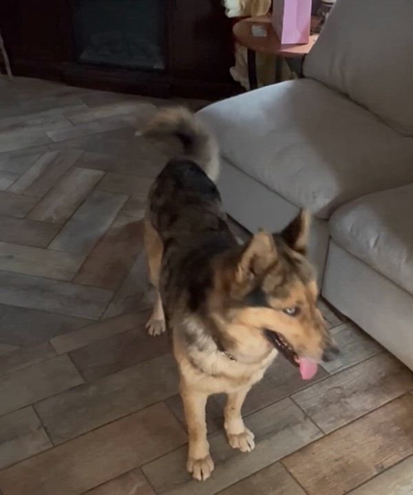 Enlarge Nova, a ADOPTABLE mixed breed in Lake View, NY video 2/2