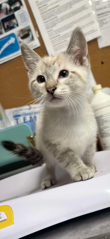 Cavalier, Adopted, Kitten Male Siamese & Domestic Short Hair.