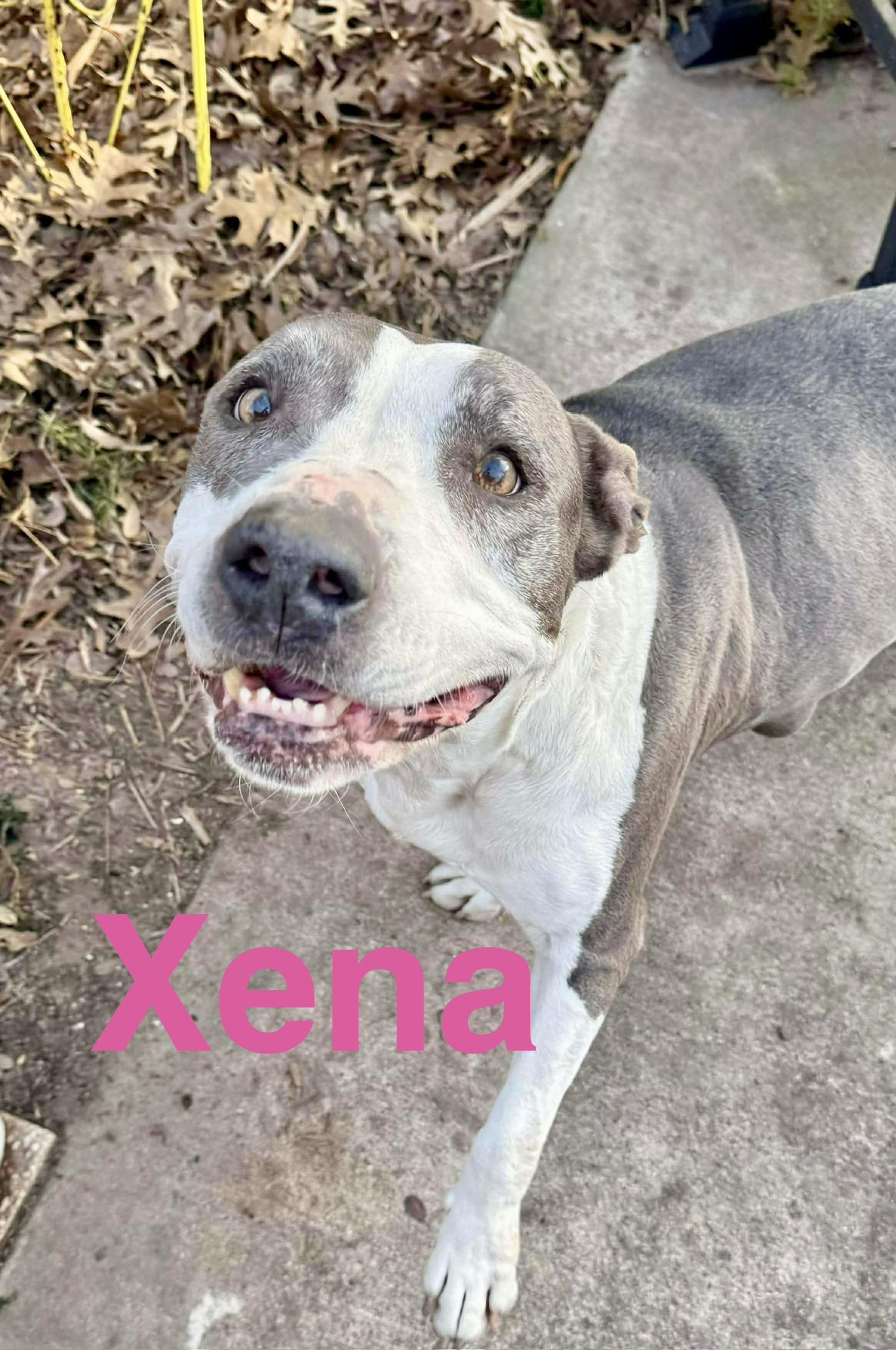 Xena, Adoptable, Senior Female American Staffordshire Terrier.