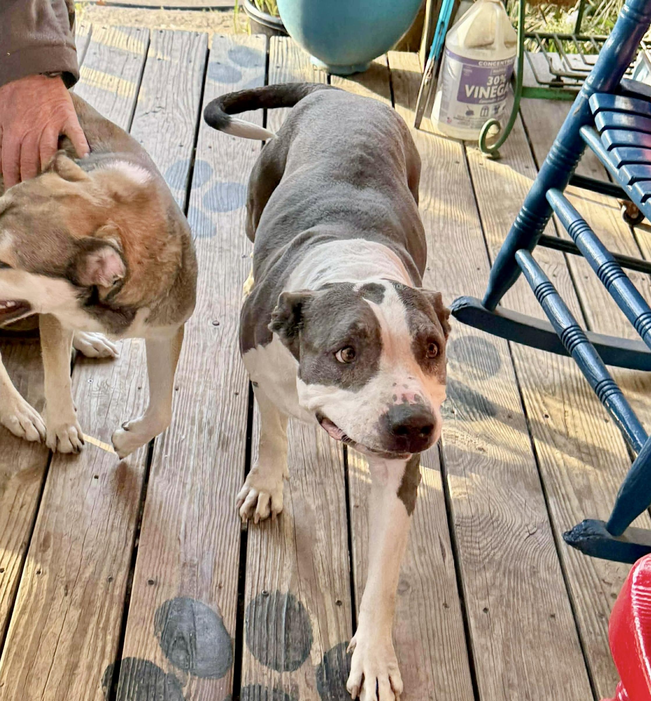 Enlarge Xena, a Adoptable American Staffordshire Terrier in Everett, WA image 6/6