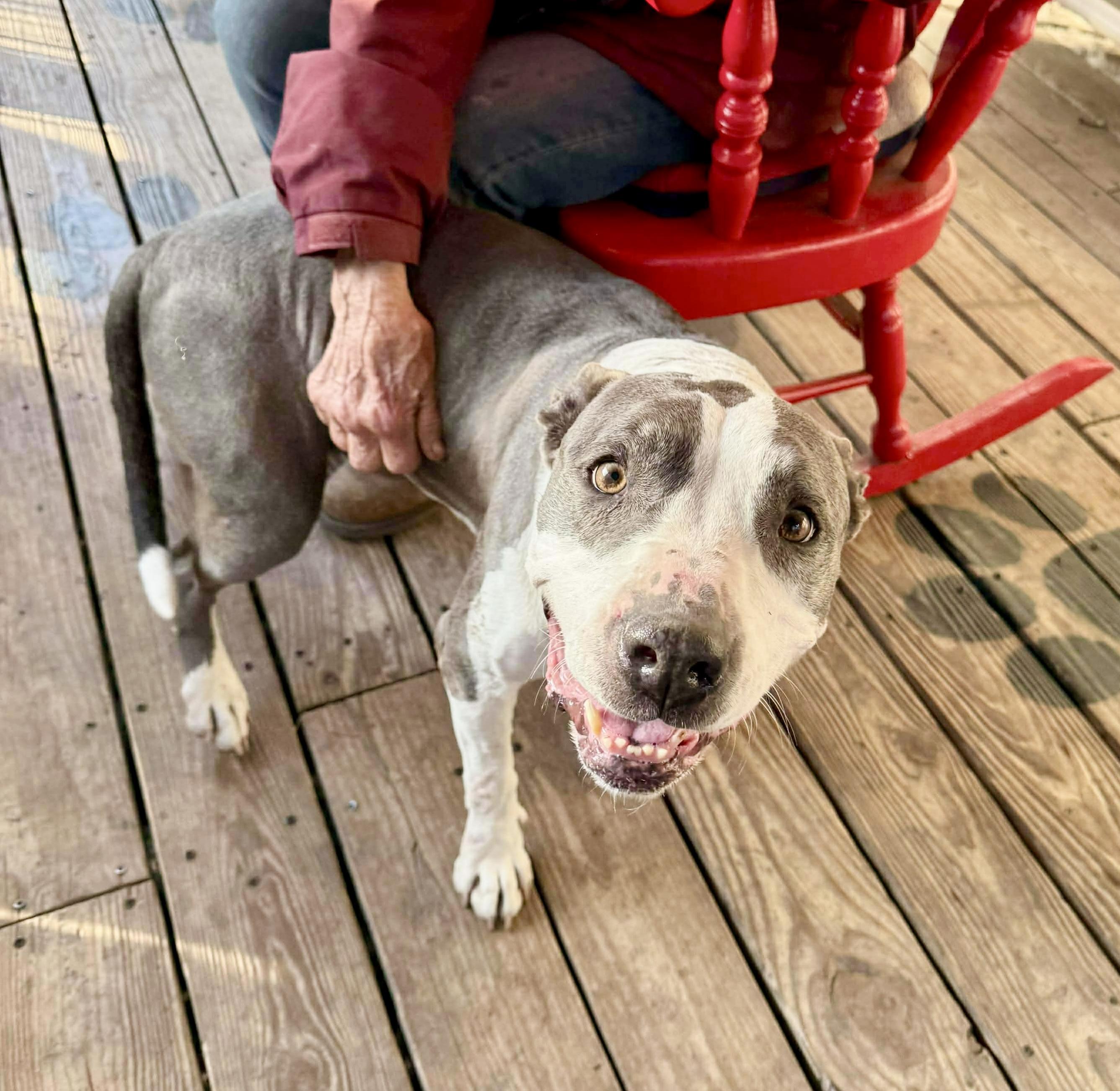 Enlarge Xena, a Adoptable American Staffordshire Terrier in Everett, WA image 3/6