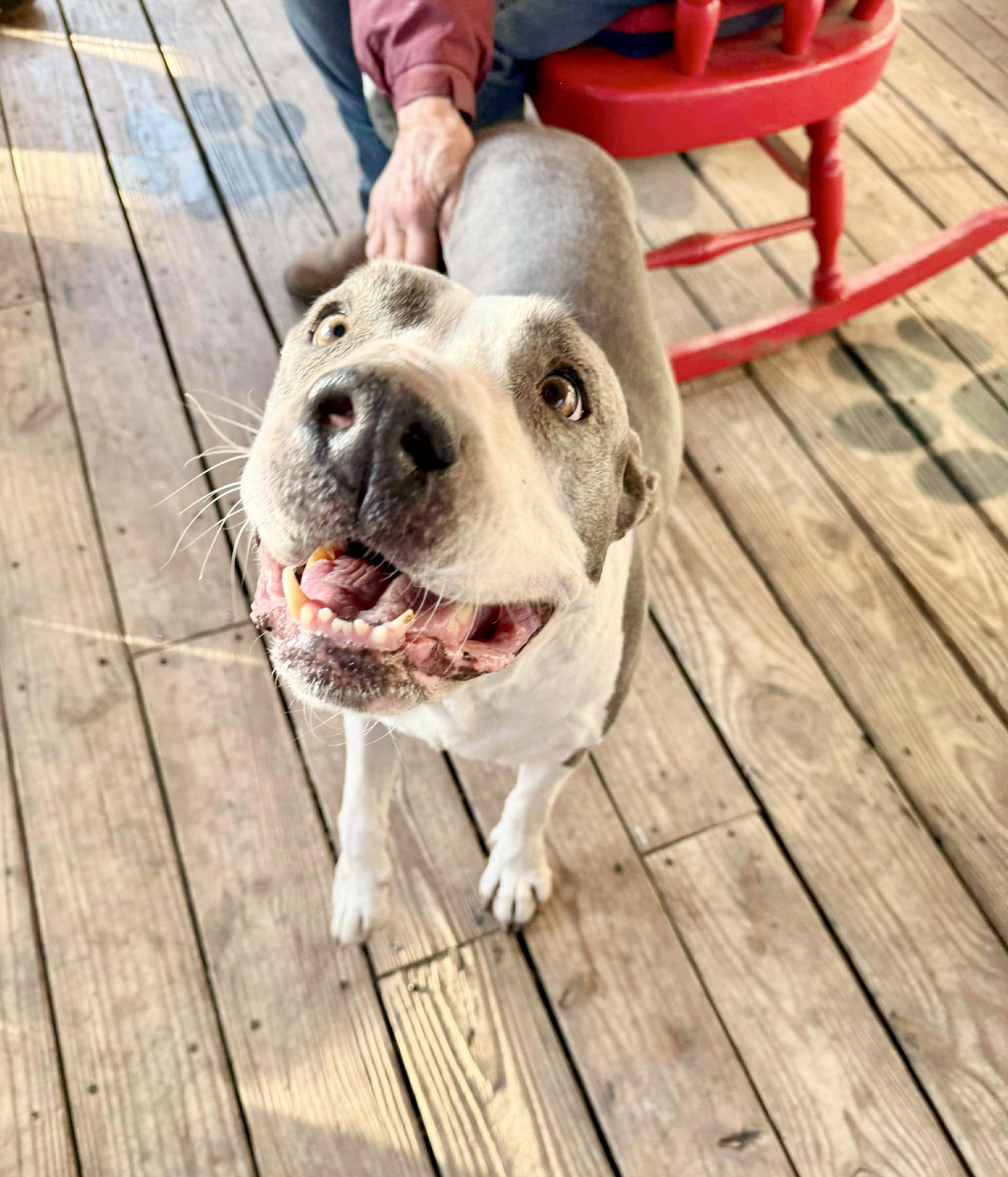 Enlarge Xena, a Adoptable American Staffordshire Terrier in Everett, WA image 5/6