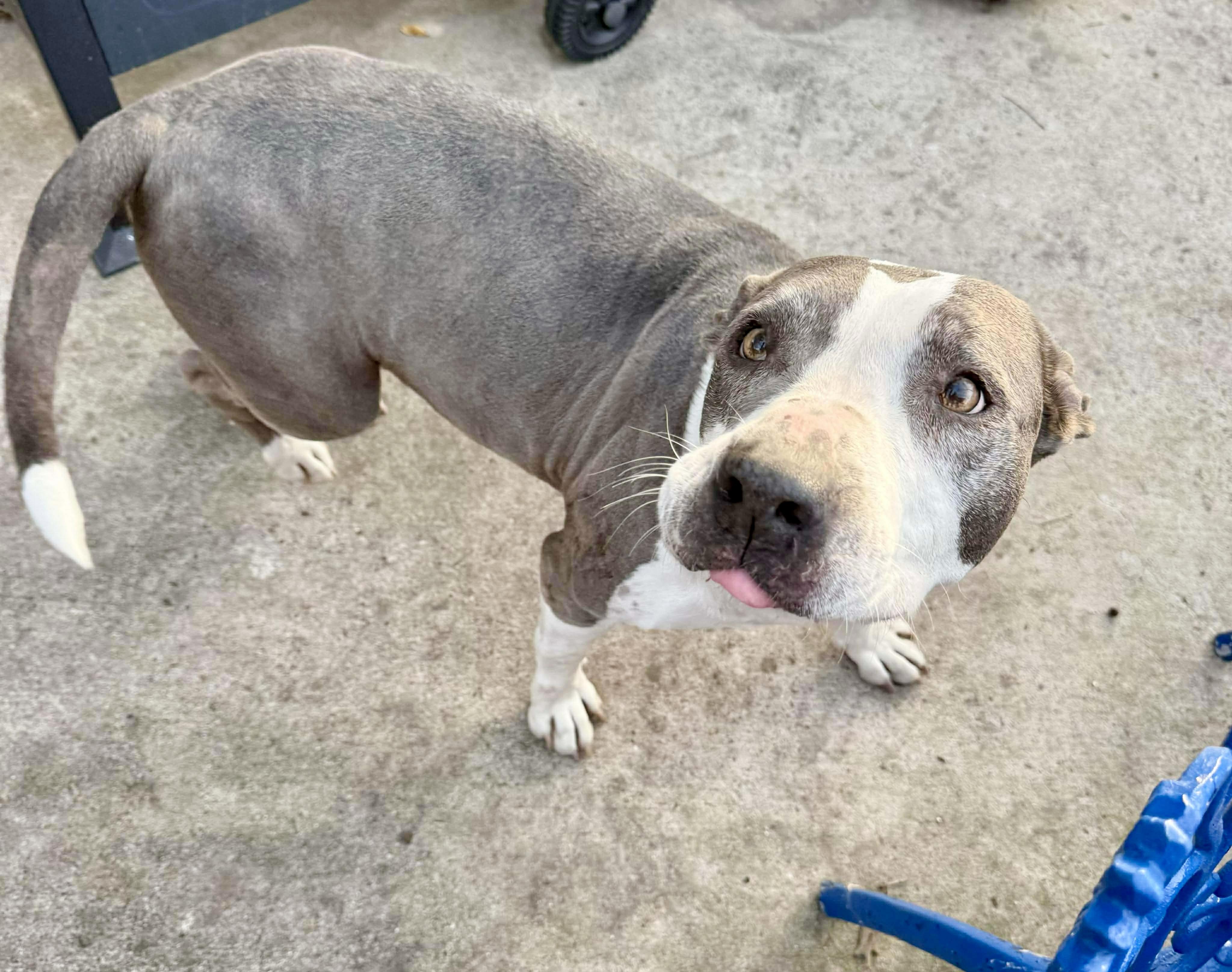 Enlarge Xena, a Adoptable American Staffordshire Terrier in Everett, WA image 4/6