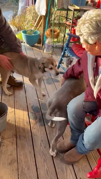 Enlarge Xena, a Adoptable American Staffordshire Terrier in Everett, WA video 2/6