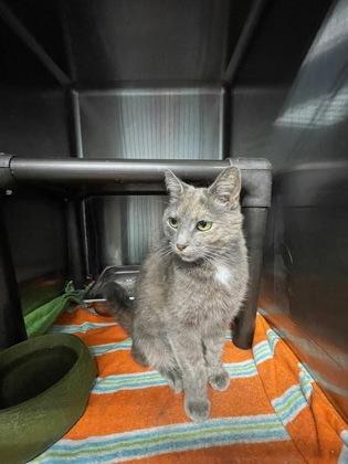Enlarge Polly, a Adoptable Domestic Short Hair in Reidsville, NC image 1/2
