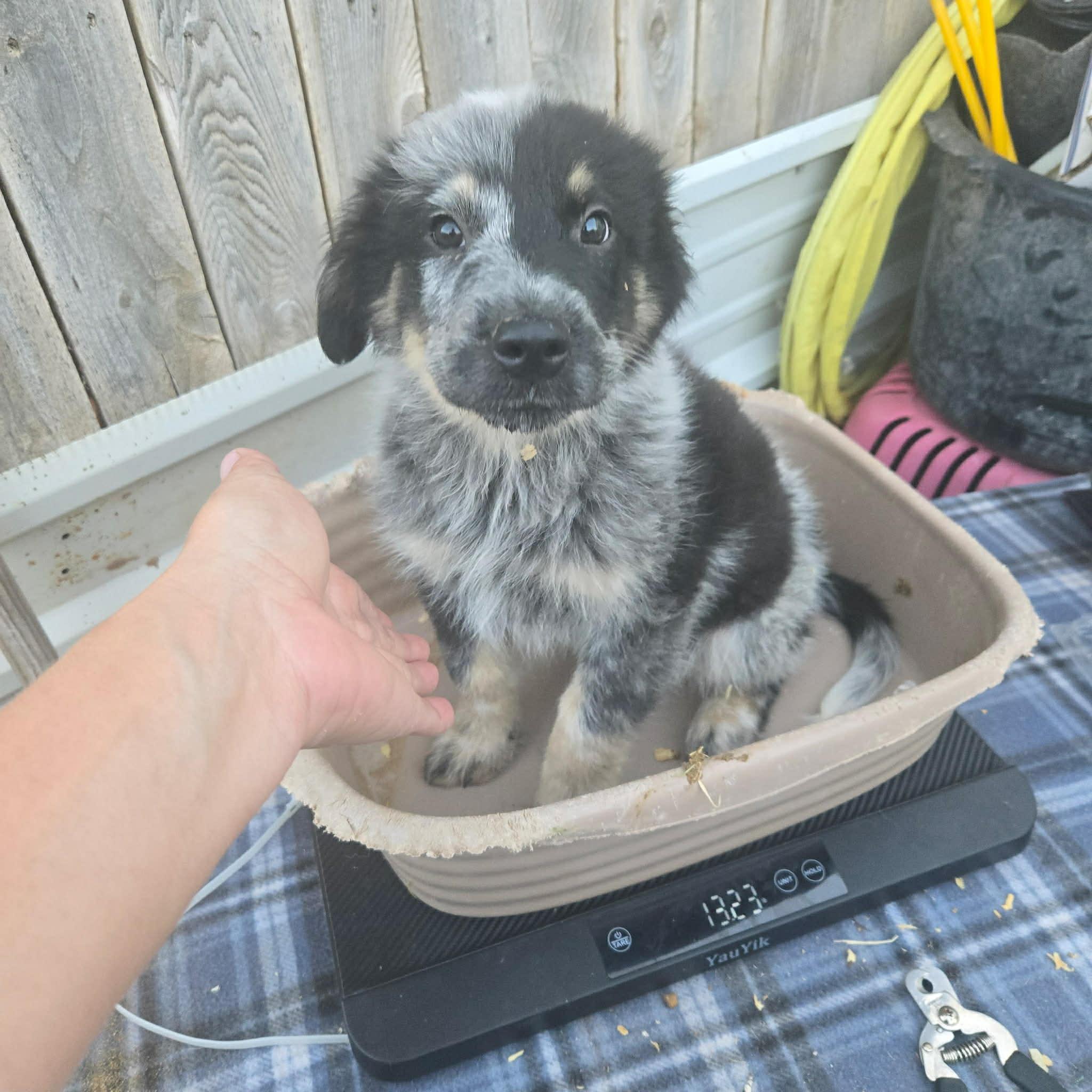 Enlarge Chief Brody, an adopted mixed breed in Uxbridge, MA image 1/1