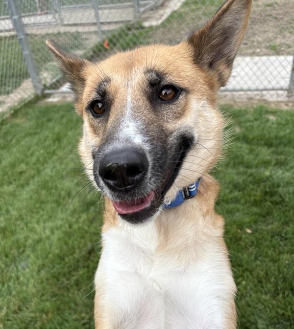 Zoey, Adoptable, Adult Female German Shepherd Dog & Siberian Husky.