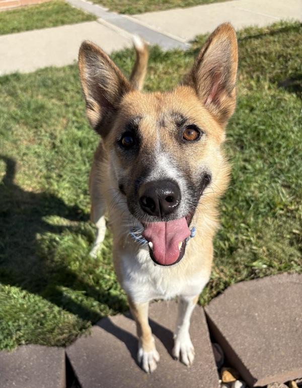 Enlarge Zoey, a Adoptable mixed breed in Sioux City, IA image 2/6