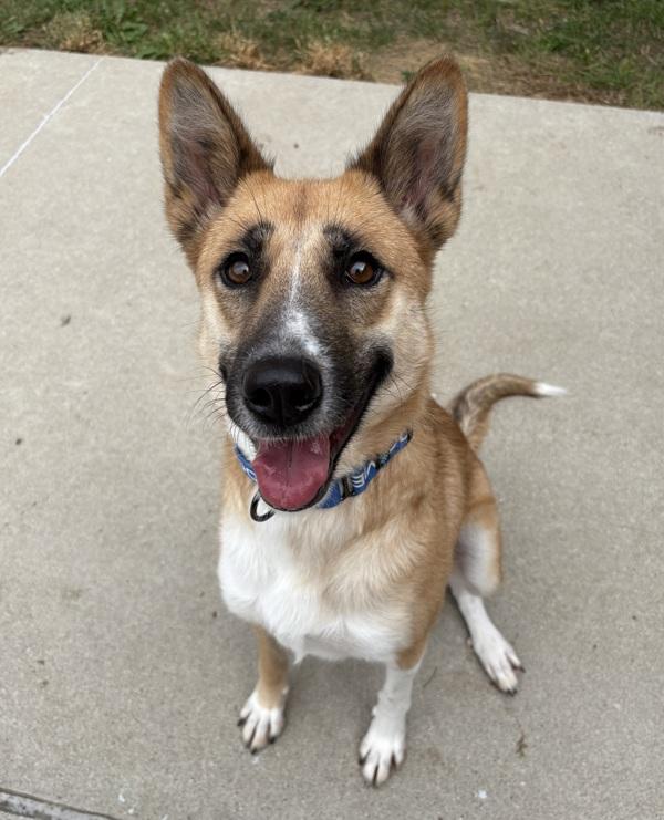 Enlarge Zoey, a Adoptable mixed breed in Sioux City, IA image 3/6