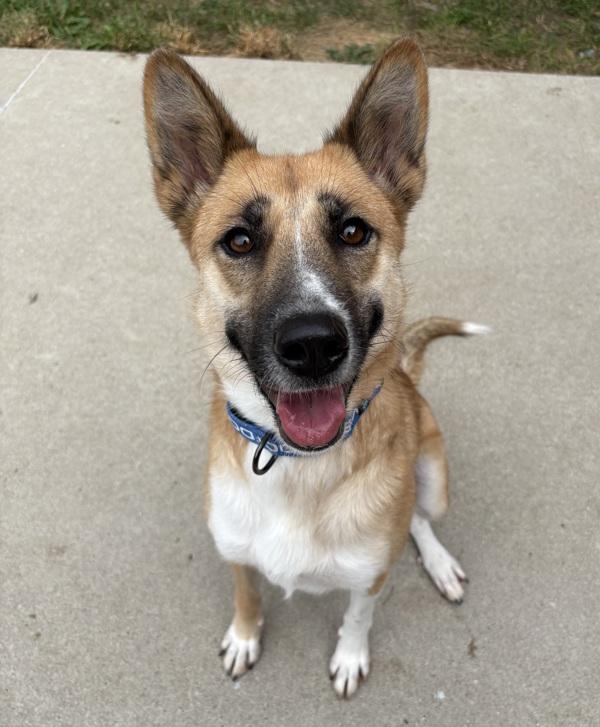 Zoey, Adoptable, Adult Female German Shepherd Dog & Siberian Husky.