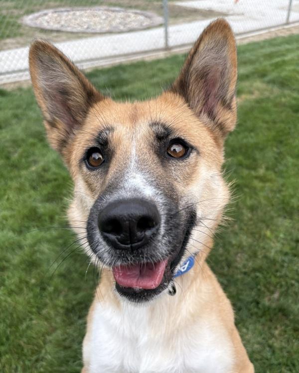 Enlarge Zoey, a Adoptable mixed breed in Sioux City, IA image 5/6