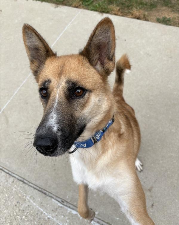 Enlarge Zoey, a Adoptable mixed breed in Sioux City, IA image 6/6