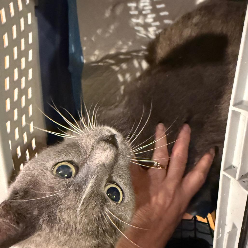Mr. Blue, Adoptable, Senior Male Domestic Short Hair.
