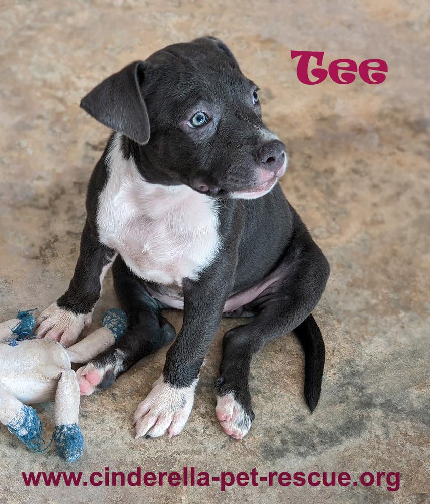 Enlarge Tee, a Adoptable Staffordshire Bull Terrier in Mission, TX image 1/5