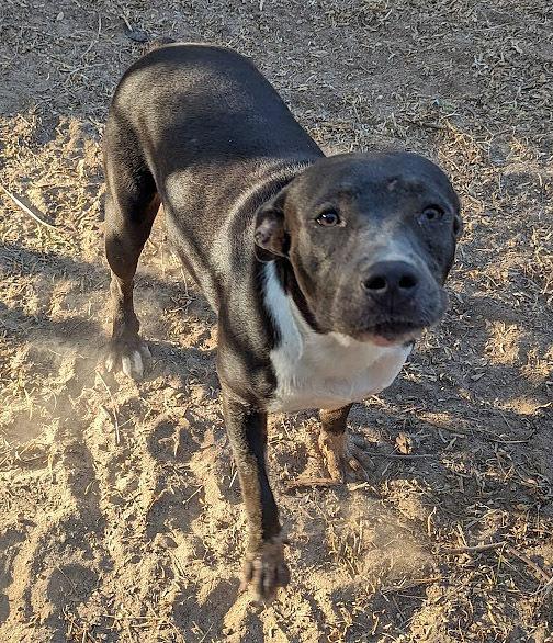 Enlarge Tee, a Adoptable Staffordshire Bull Terrier in Mission, TX image 2/5