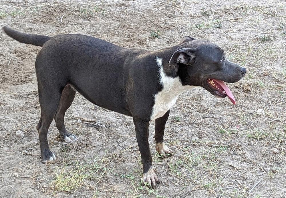 Enlarge Tee, a Adoptable Staffordshire Bull Terrier in Mission, TX image 3/5