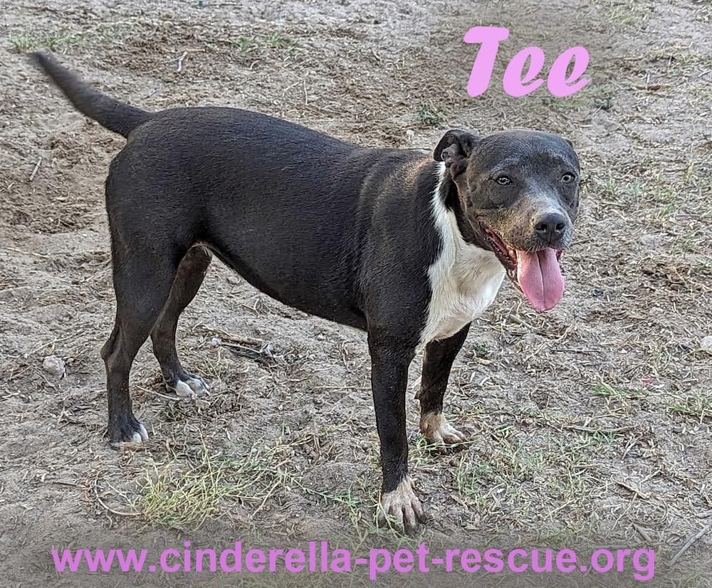 Enlarge Tee, a Adoptable Staffordshire Bull Terrier in Mission, TX image 4/5