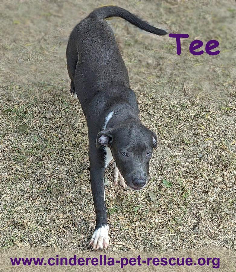 Enlarge Tee, a Adoptable Staffordshire Bull Terrier in Mission, TX image 5/5