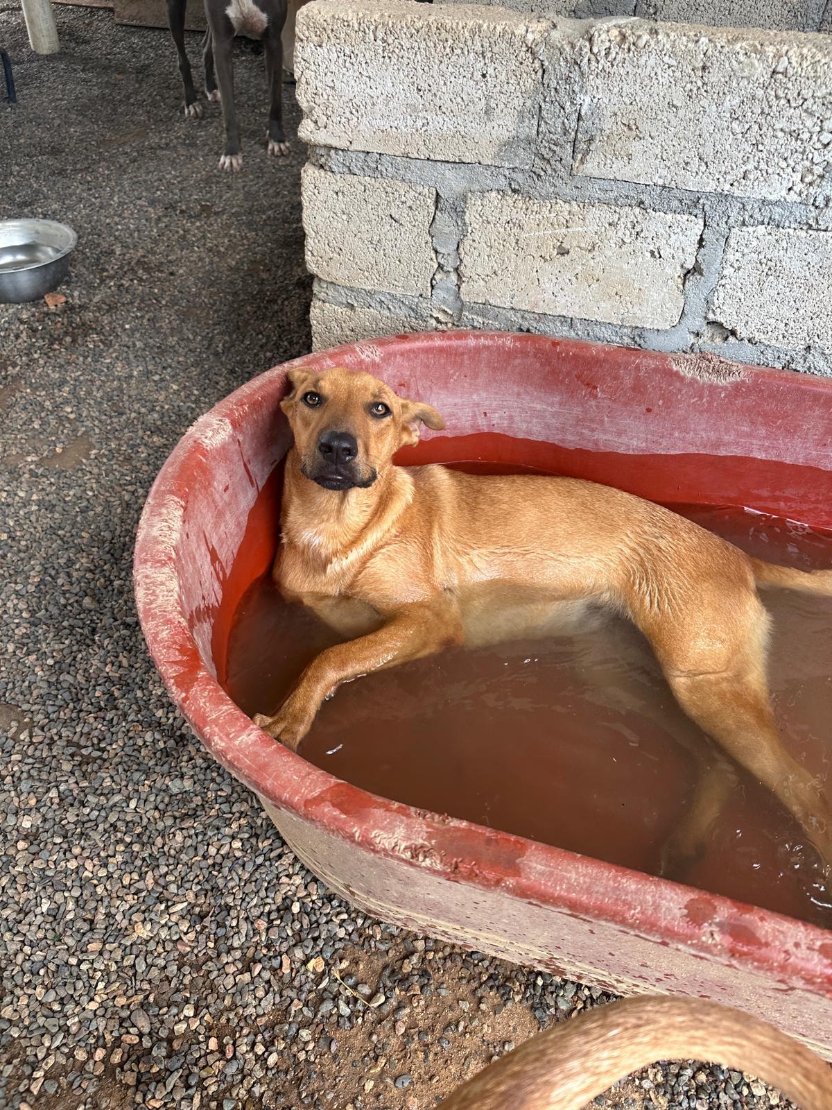 Dog for adoption - Aries, a Mixed Breed in Comox, BC | Petfinder