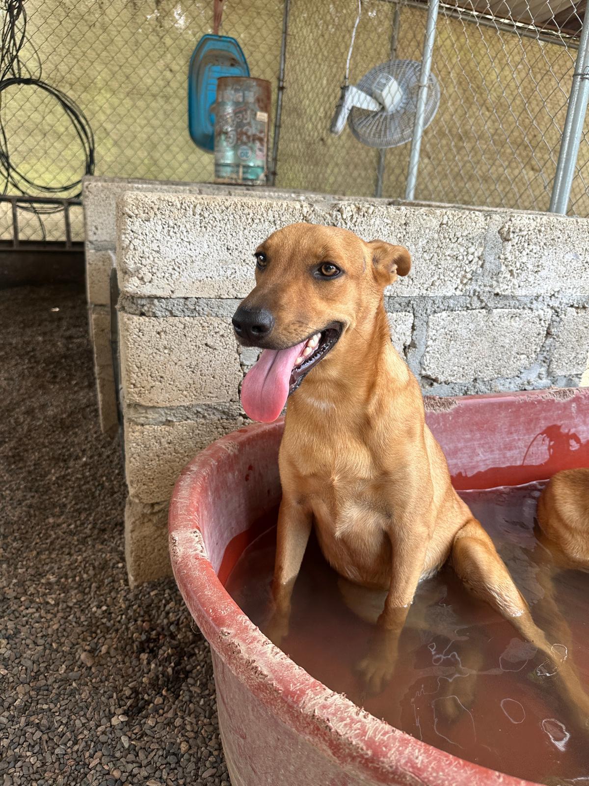 Dog for adoption - Aries, a Mixed Breed in Comox, BC | Petfinder