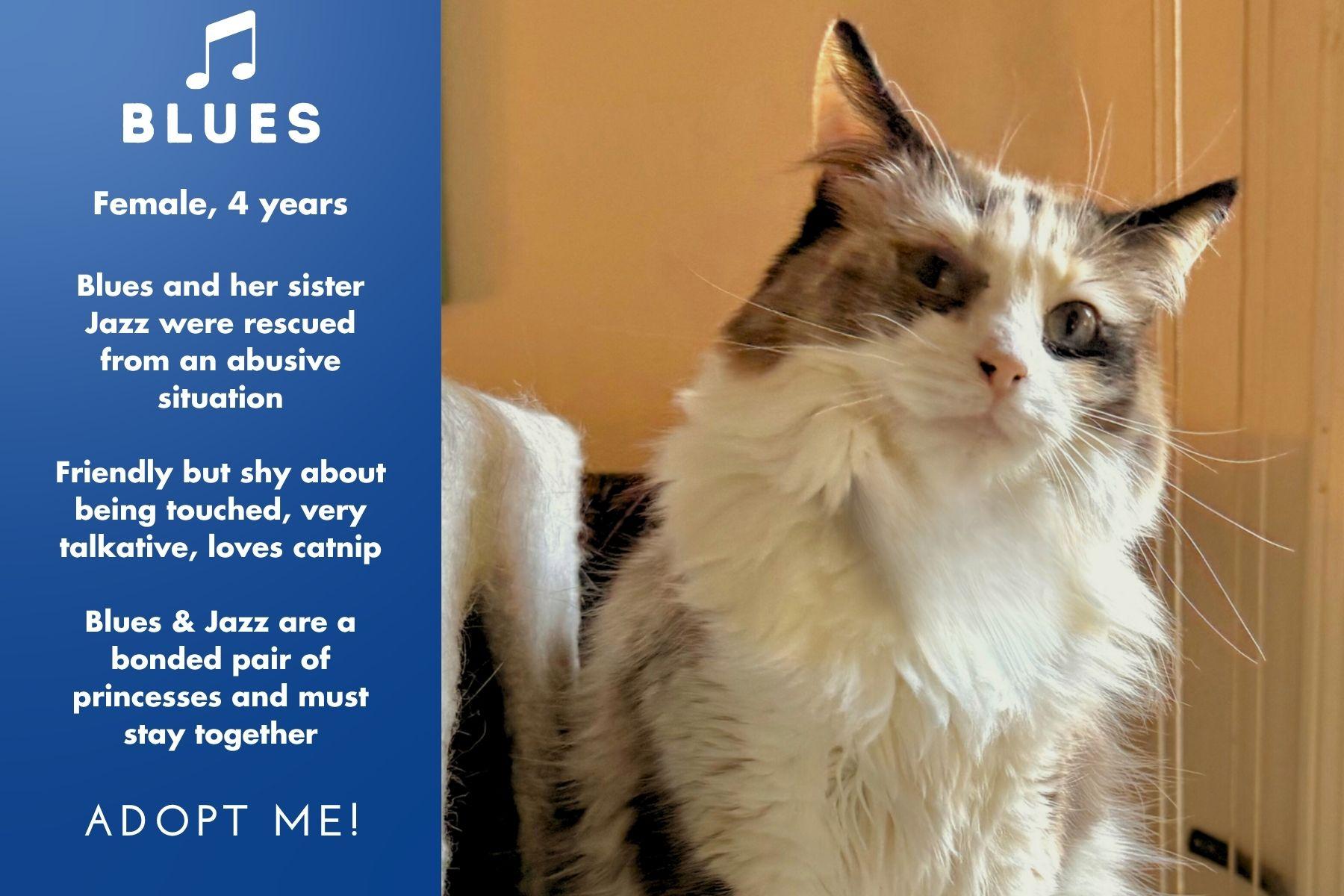 Blues and Jazz, Adoptable, Adult Female Ragdoll & Dilute Calico.