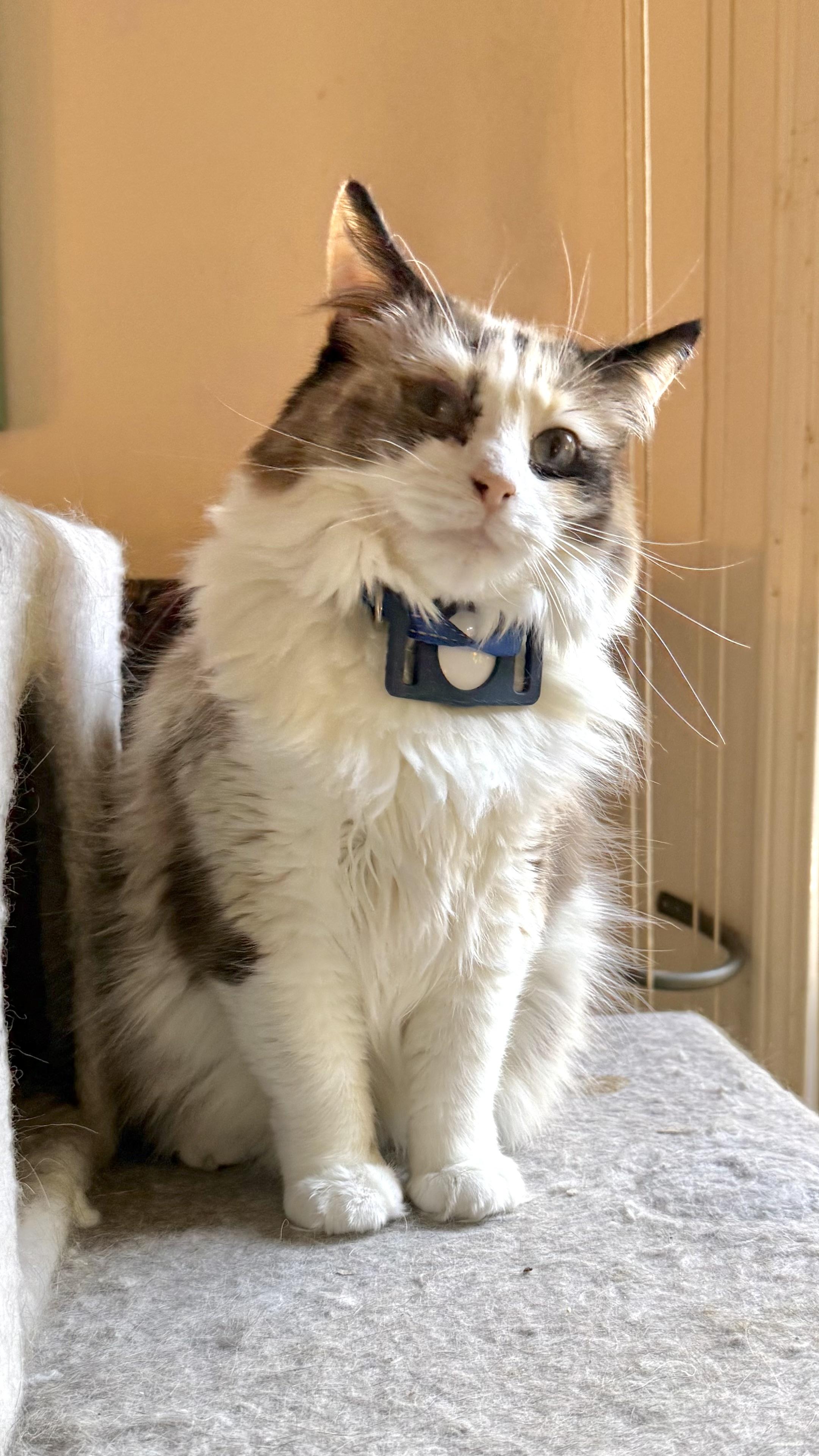 Blues and Jazz, a Adoptable mixed breed in Sherman Oaks, CA image 2/4