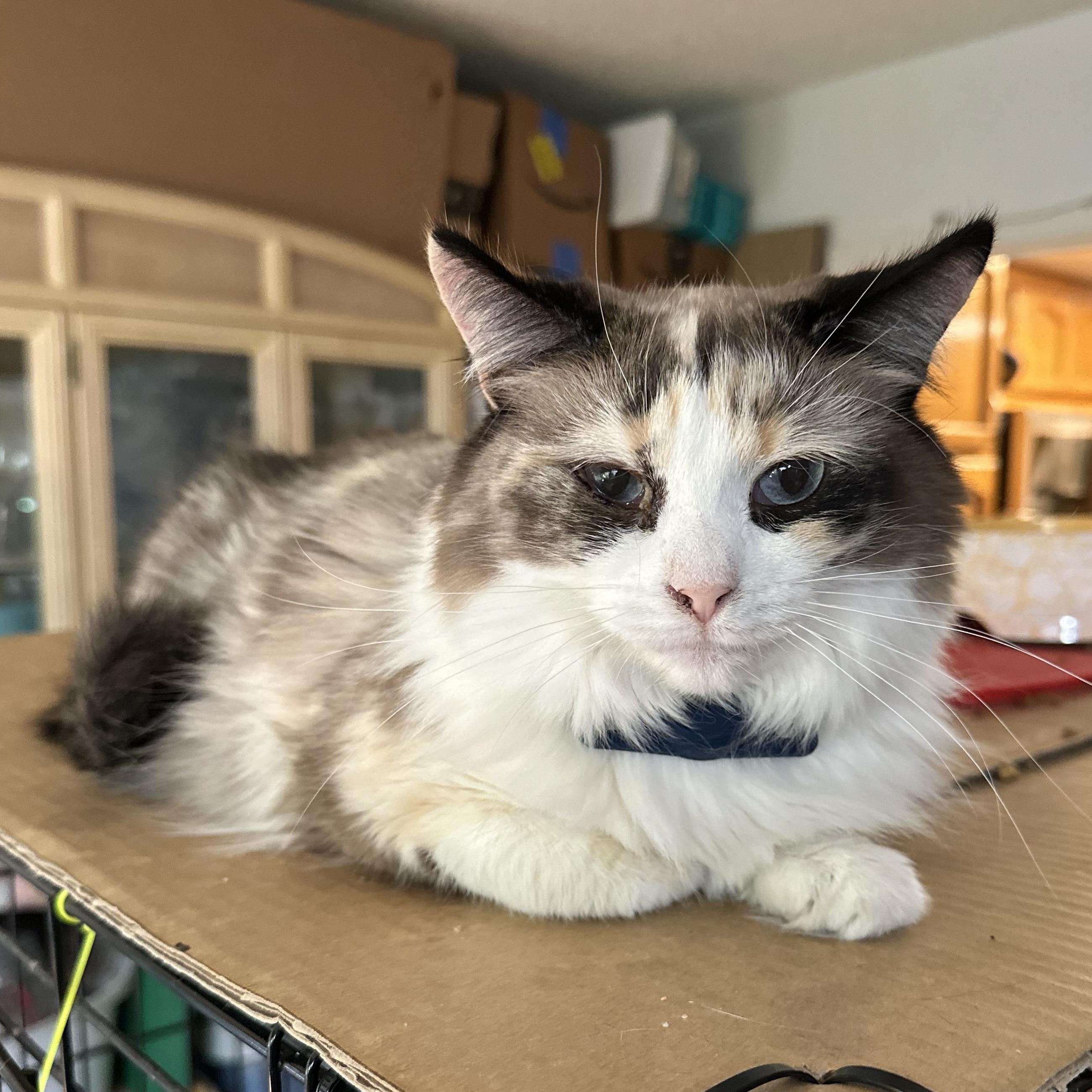 Blues, Adoptable, Adult Female Ragdoll & Dilute Calico.