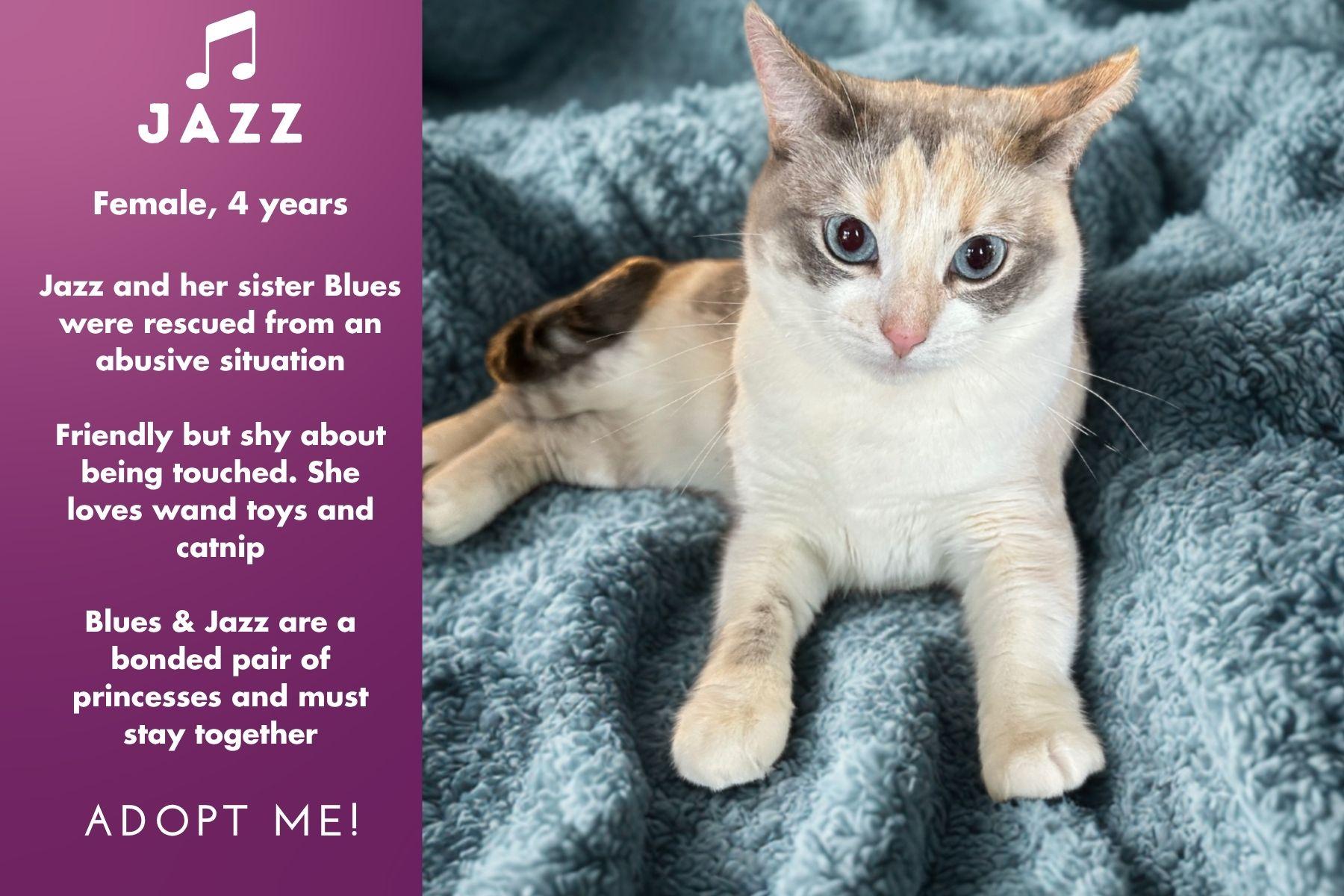 Blues and Jazz, a Adoptable mixed breed in Sherman Oaks, CA image 3/4