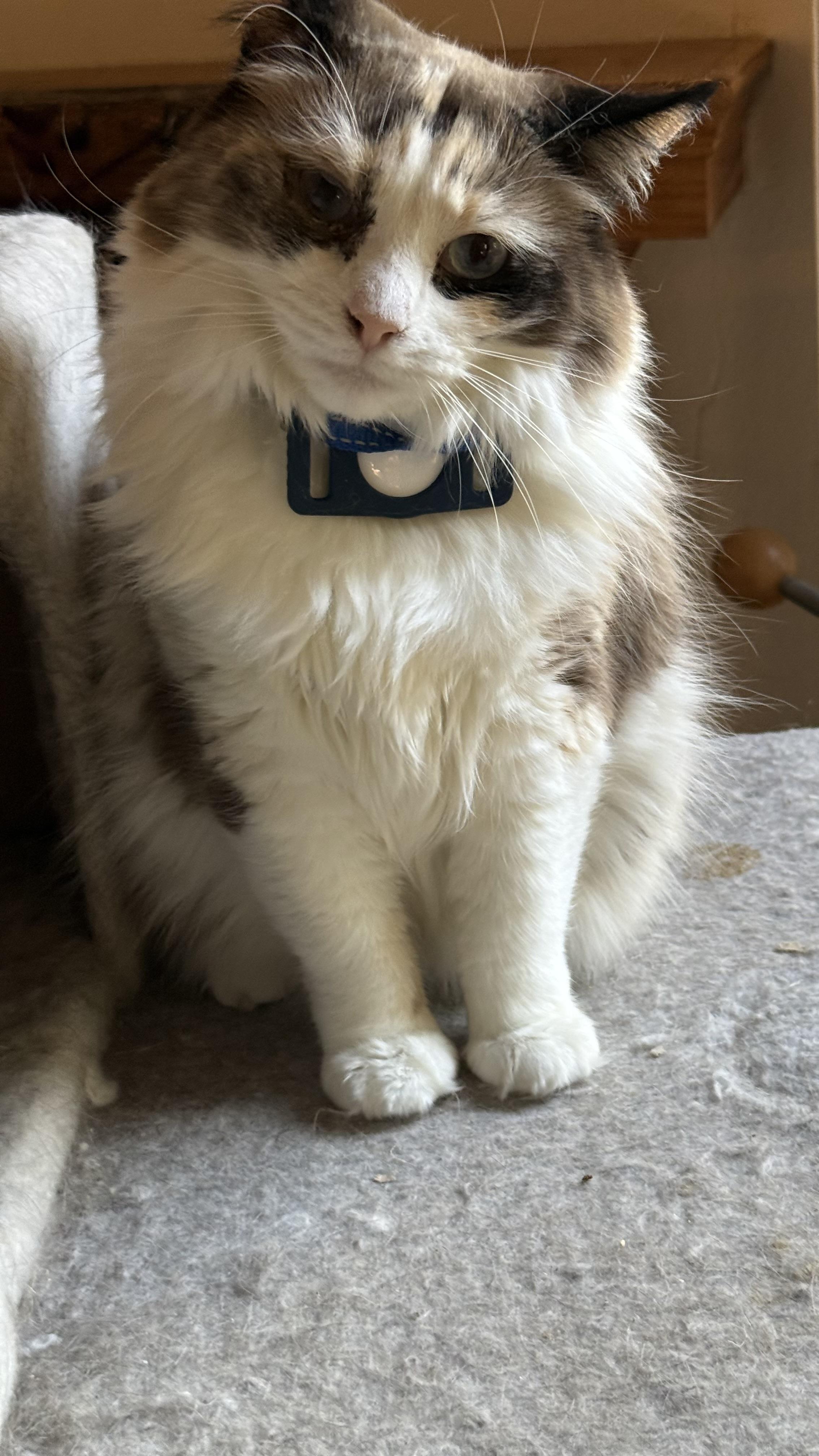 Blues and Jazz, a Adoptable mixed breed in Sherman Oaks, CA image 4/4