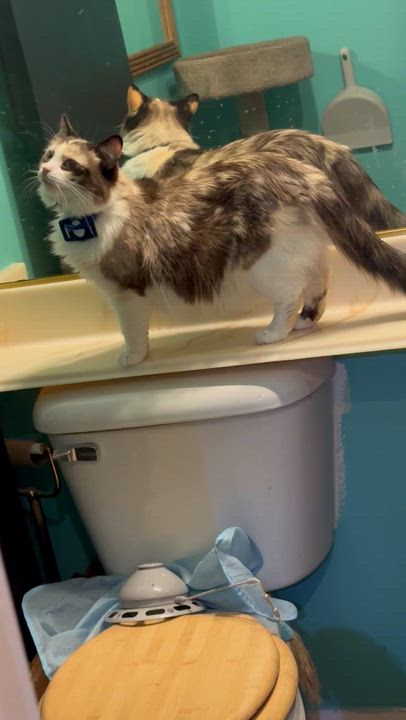 Enlarge Blues, a Adoptable mixed breed in Sherman Oaks, CA video 6/6