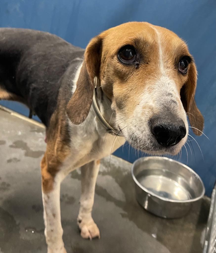Wilkie, Adoptable, Adult Female Hound.