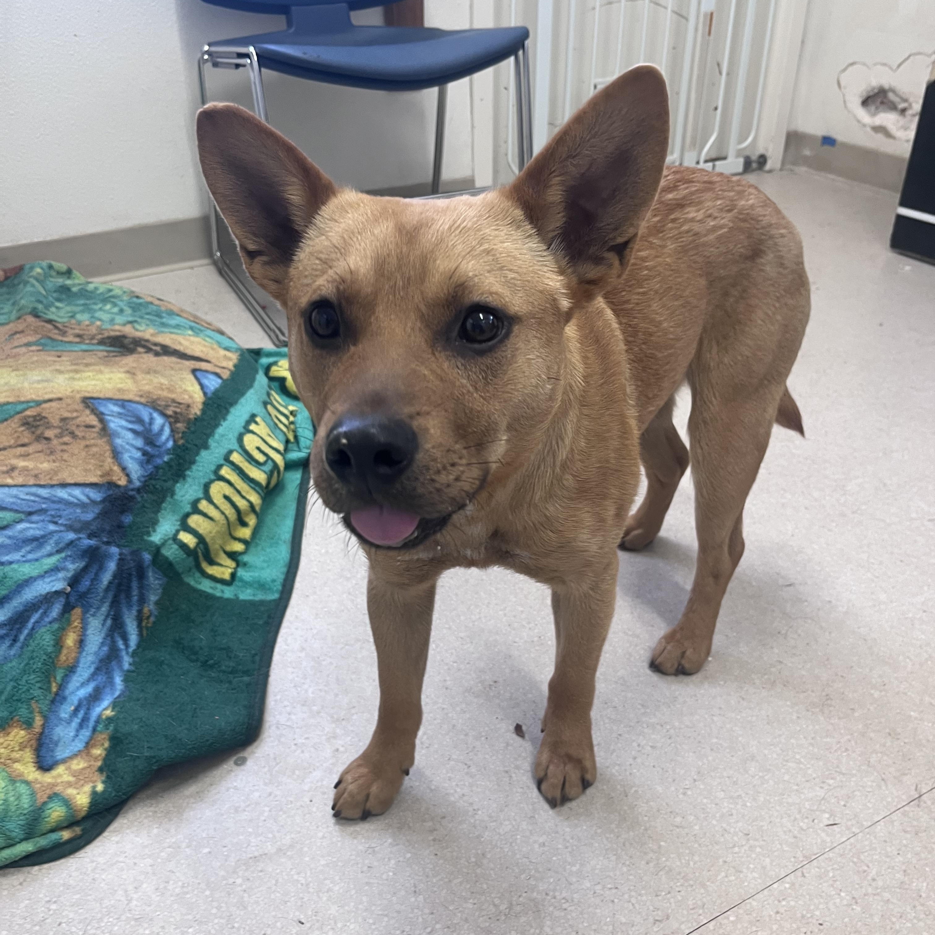 Enlarge Chilli, a ADOPTABLE mixed breed in Shelton, WA image 1/2