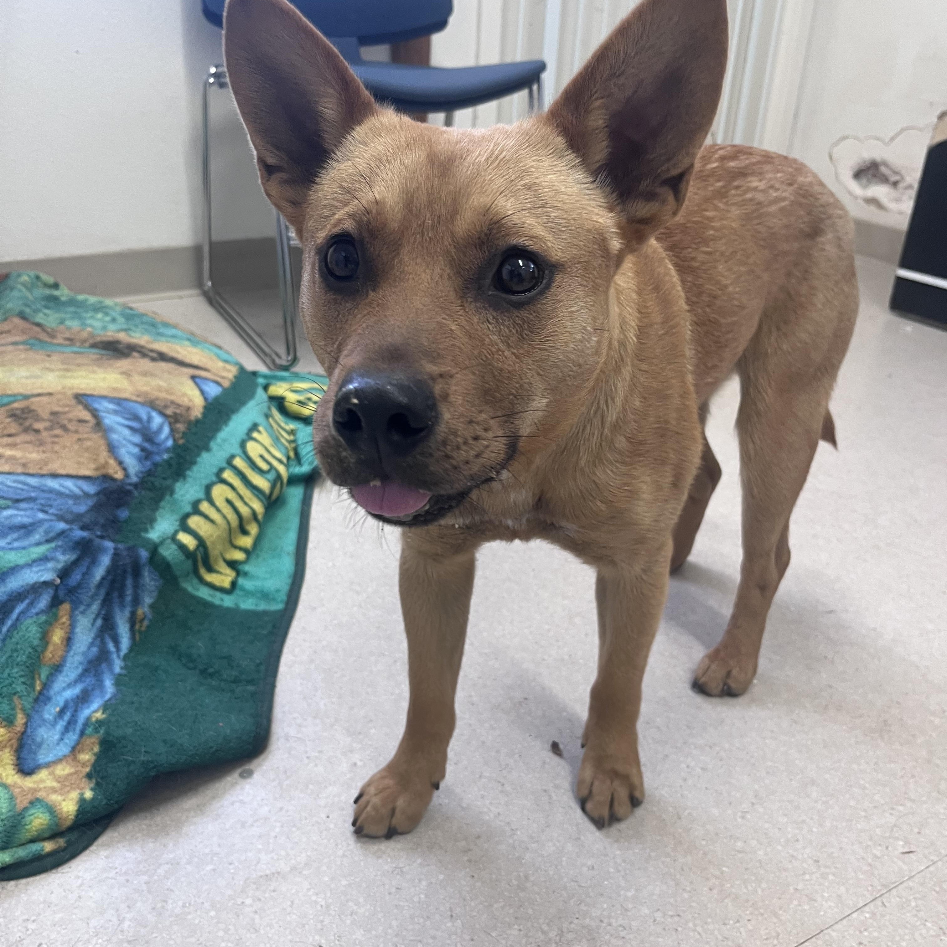Enlarge Chilli, a ADOPTABLE mixed breed in Shelton, WA image 2/2