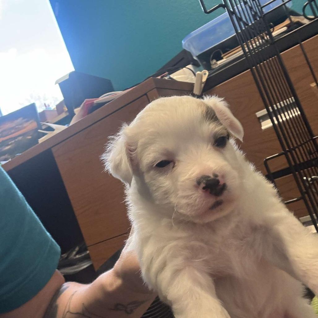Kadota, Adoptable, Puppy Male Australian Shepherd & Mixed Breed.