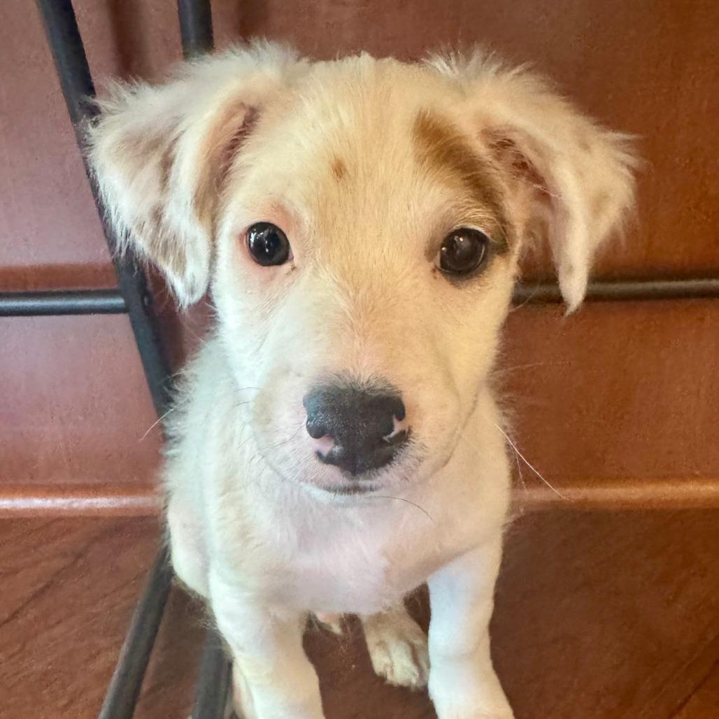 Kadota, a Adoptable mixed breed in Chaska, MN image 2/6