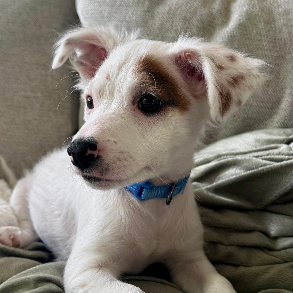 Kadota, a Adoptable mixed breed in Chaska, MN image 4/6