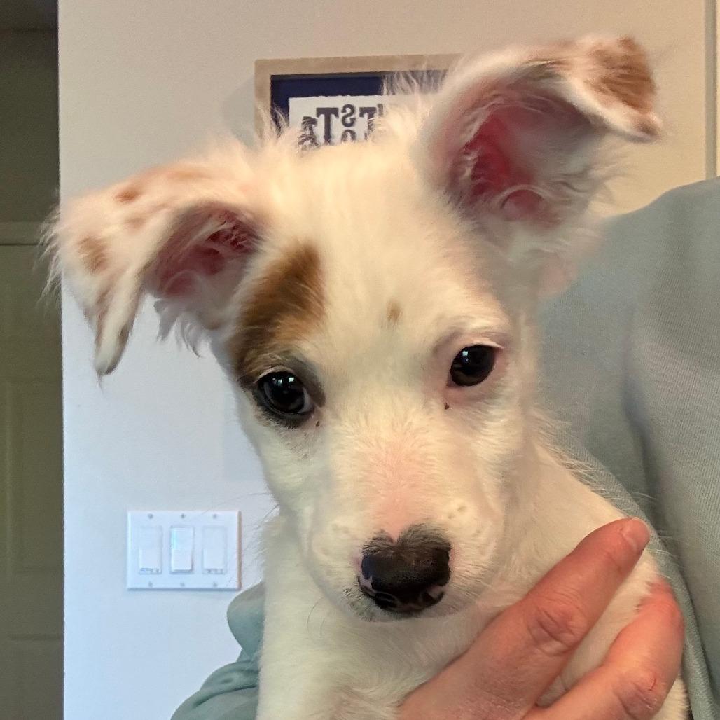 Kadota, a Adoptable mixed breed in Chaska, MN image 5/6