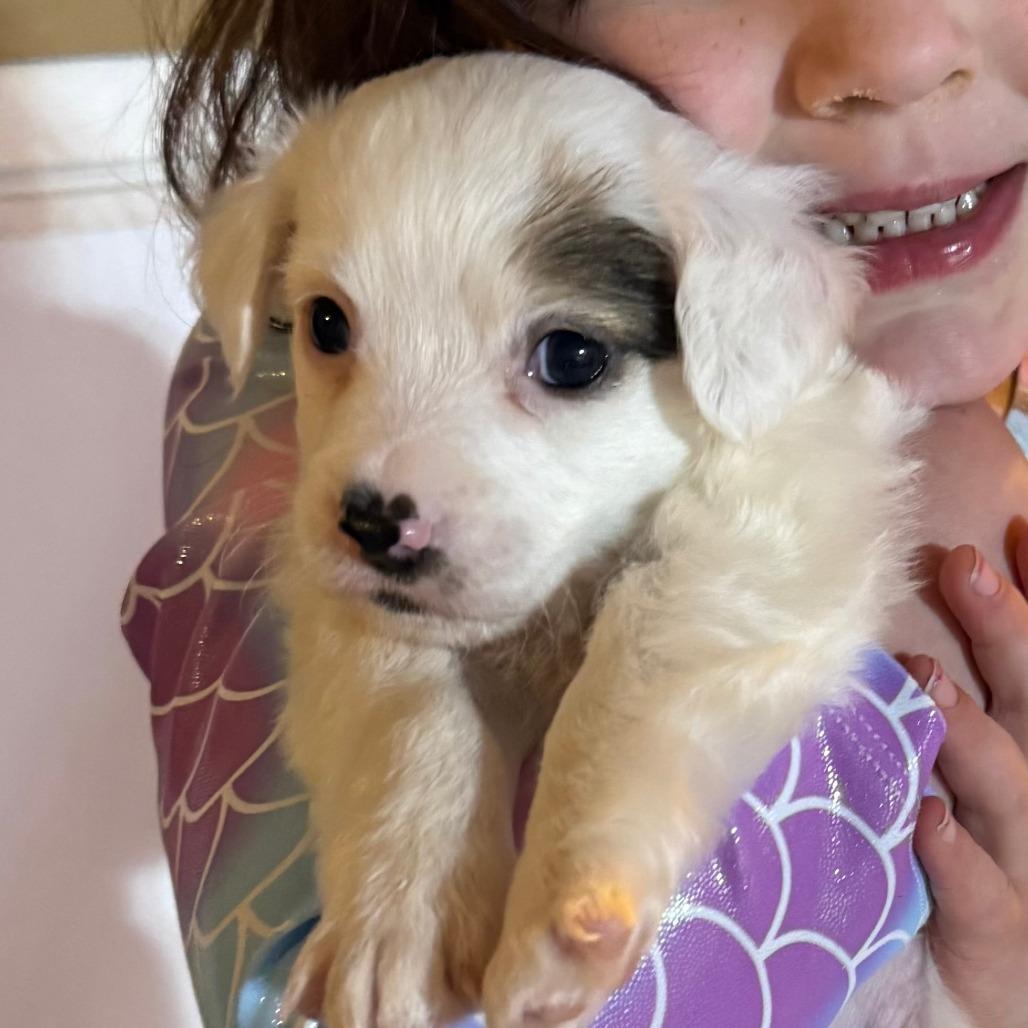 Kadota, a Adoptable mixed breed in Chaska, MN image 6/6