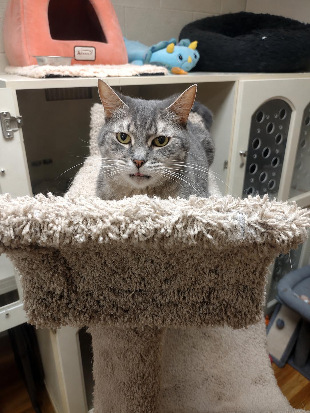 Dakota, ADOPTABLE, Adult Female Tabby.